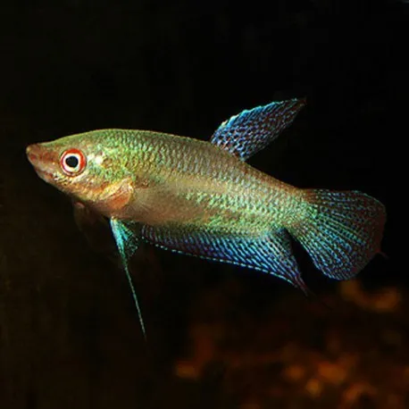 Trichopsis Vittata - Croaking Gourami Vittatus 2 - 3 cm - Nanofish