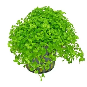 Micranthemum umbrosum in vasetto - pianta da pratino o cespuglio - primo piano abbastanza esigente