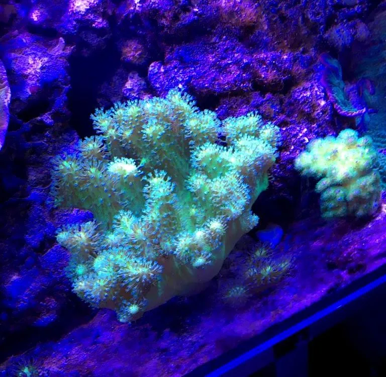 Lobophytum green fluo Australia - verde - Corallo molle facile - frag 4-6 cm