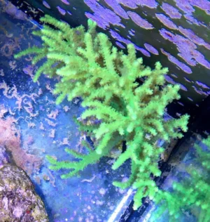 Sinularia Flexibilis green fluo Australia - Corallo molle facile - frag 6-8 cm