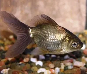 Orifiamma Bronze 4-6 cm - Oranda - Pesce rosso - Carassius auratus