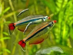 Tanichthys Micagemmae 2 cm - pesce da branco resistente alle basse temperature - Tanictis