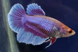 Betta splendens Halfmoon femmina color mix, pesce combattente femmina