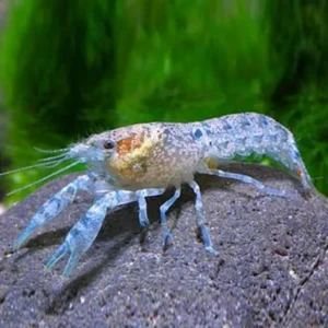 Cambarellus Patzcuarensis Blue 2 cm - piccolo gambero messicano