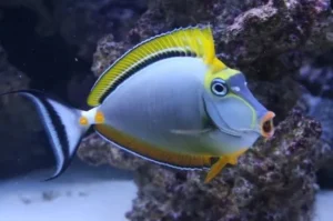 Naso Elegans Blonde - Pesce unicorno federica alghivoro