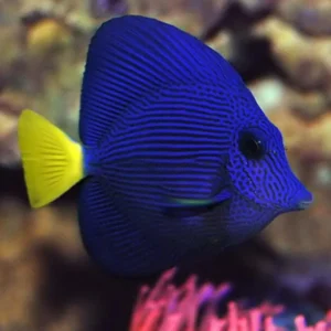 Zebrasoma Xanthurum Taglia L - Pesce chirurgo blue coda gialla -  Yellowtail Tang