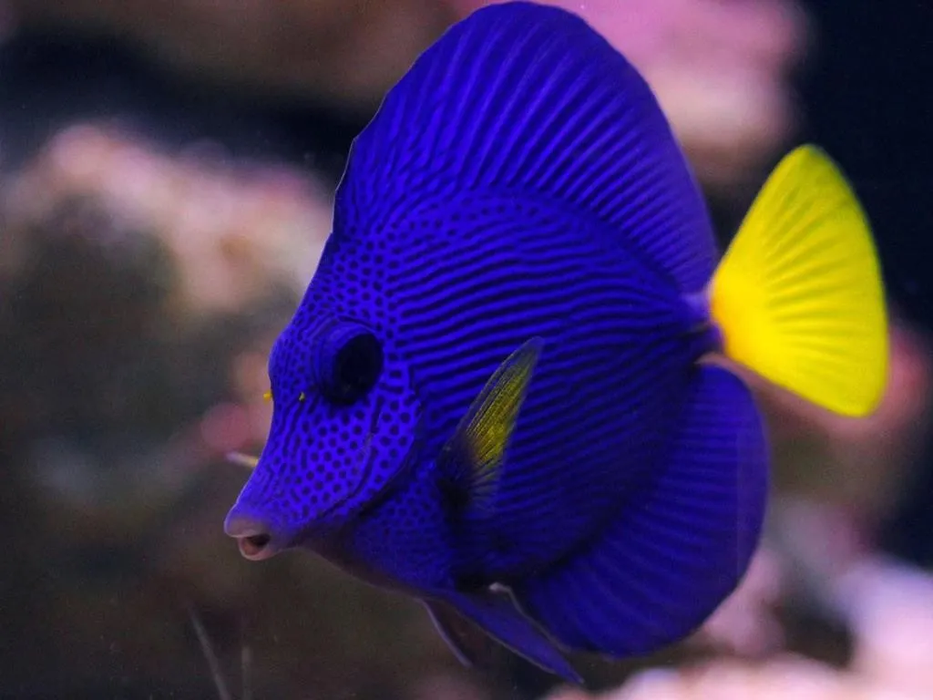 Zebrasoma Xanthurum Taglia L - Pesce chirurgo blue coda gialla - Yellowtail Tang