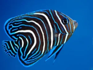 Pomacanthus Semicirculatus Juvenile - Pesce angelo parentesi tonda