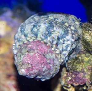 Turbo Fluctuosus - Turbo Snail - Lumaca Turbo Messicana Alghivora