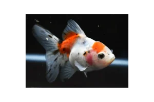 Orifiamma Calico 4-6 cm - Oranda - Pesce rosso - Carassius auratus