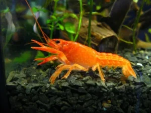 Cambarellus Patzcuarensis Orange 2 cm - piccolo gambero messicano