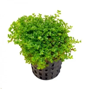 Hemianthus Callitrichoides in vasetto - pianta da pratino abbastanza esigente
