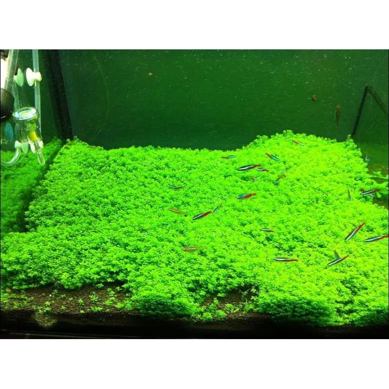 Hemianthus Callitrichoides in vasetto - pianta da pratino abbastanza esigente