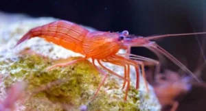 Lysmata Wurdemanni - Gamberetto mangia aiptasia e anemoni di vetro