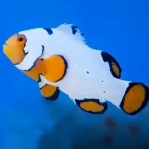 Amphiprion Percula Platinum 4-5 cm (Pesce Pagliaccio - White Percula clownfish) - allevamento