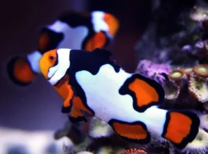 Amphiprion Percula Picasso grado A 5-6 cm (Pesce Pagliaccio - Percula clownfish) - allevamento