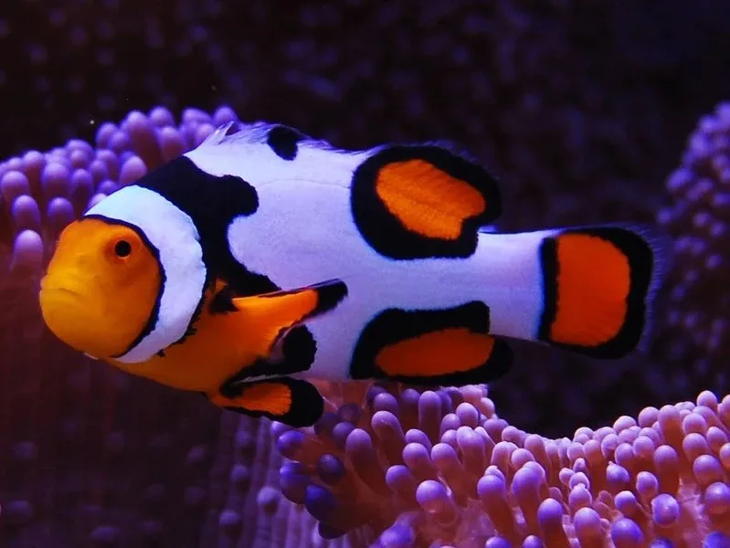 Amphiprion Percula Picasso grado A 5-6 cm (Pesce Pagliaccio - Percula clownfish) - allevamento