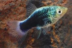 PLATY TUXEDO BLU NEON, xiphophorus maculatus 2-3 cm