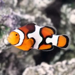 Amphiprion Percula Picasso grado B - 5-6 cm (Pesce Pagliaccio - Percula clownfish) - allevamento