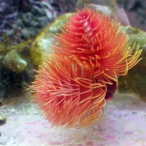 Spirografo Protula Bispiralis Red