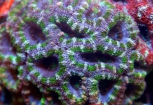 Acanthastrea Lordhowensis Green - Corallo duro LPS facile - frag 6-8 cm