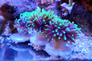 Euphyllia Glabrescens punte verde fluo 2 calici - FOTO REALI - Corallo duro LPS facile