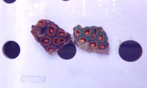 Micromussa Lordhowensis Red-Blue-Green - Corallo duro LPS facile - frag 4-6 cm