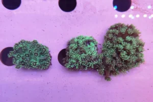 Goniopora Green Fluo Frag - FOTO REALI - Corallo duro LPS facile