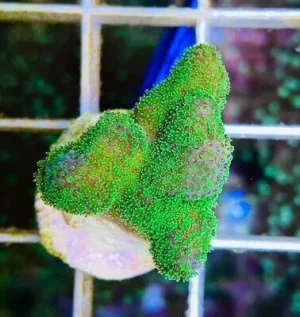 Stylophora Green Neon Ultra - Corallo duro SPS- frag 3-5 cm