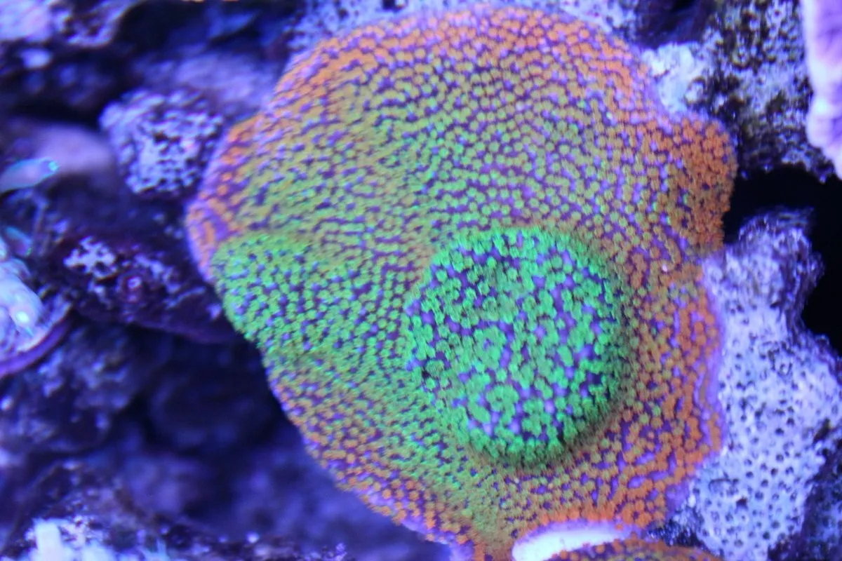 Montipora Rainbow Encrusting - Corallo duro SPS- frag 3-6 cm - Uncrasting