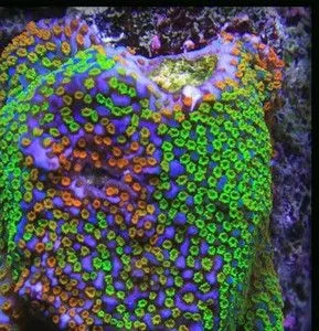 Montipora Rainbow Encrusting - Corallo duro SPS- frag 3-6 cm - Uncrasting