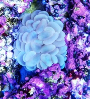 Plerogyra Sinuosa Blue - FOTO REALE - 1 calice - Corallo duro LPS facile