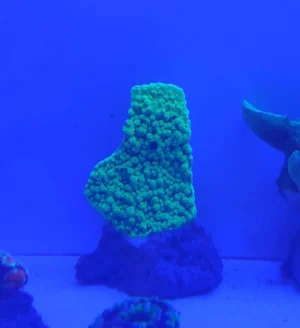 Montipora Foliosa Green Fluo - FOTO REALE - Coralo duro SPS 6-8 cm