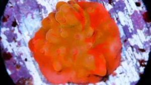 Montipora Setosa Red - Corallo duro SPS- frag 3 cm