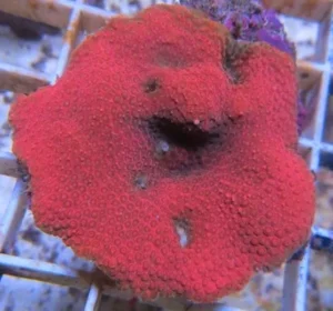 Montipora Uncasting Red - Corallo duro SPS - frag 5 cm
