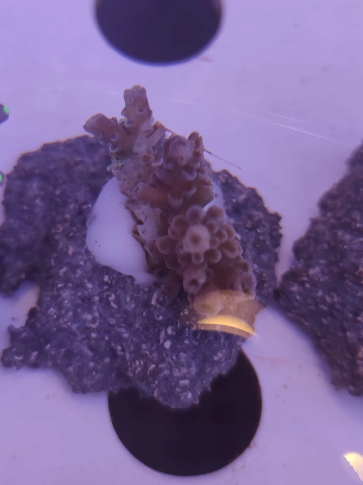 Acropora Tenuis - FOTO REALI - Corallo duro SPS - frag 3 - 5 cm