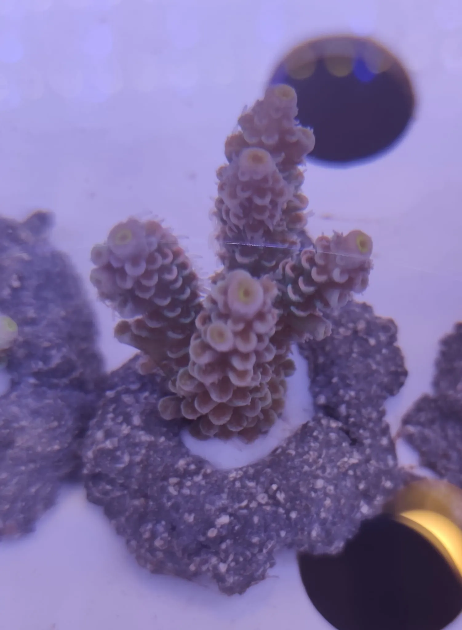 Acropora Tenuis - FOTO REALI - Corallo duro SPS - frag 3 - 5 cm