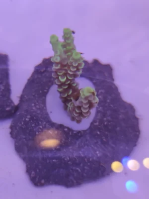 Acropora Tenuis Yellow Master Grade- FOTO REALI - Corallo duro SPS - frag 3 - 5 cm