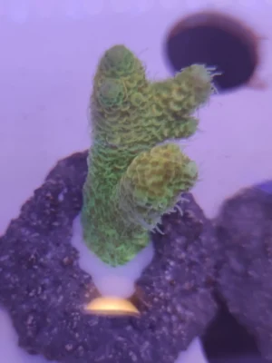Acropora Millepora green fluo - FOTO REALI - Corallo duro SPS - frag 3 - 5 cm