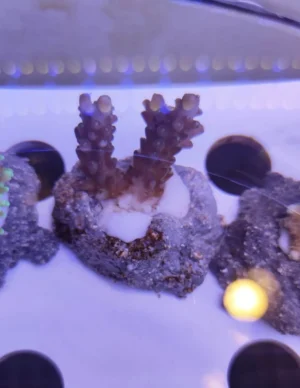 Acropora Loripes - FOTO REALI - Corallo duro SPS - frag 3 - 5 cm