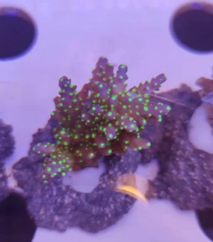 Acropora Valida Tricolor - FOTO REALI - Corallo duro SPS - frag 3 - 5 cm