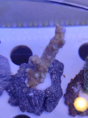 Acropora sp. - FOTO REALI - Corallo duro SPS - frag 3 - 5 cm