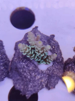 Acropora Tenuis Green Master Grade- FOTO REALI - Corallo duro SPS - frag 3 - 5 cm