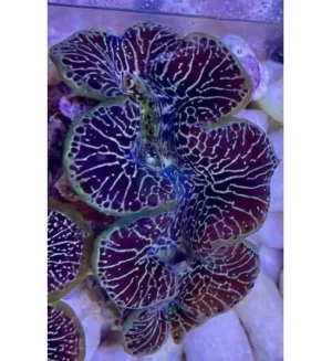 Tridacna Maxima - FOTO REALI - mollusco bivalve 5-6 cm