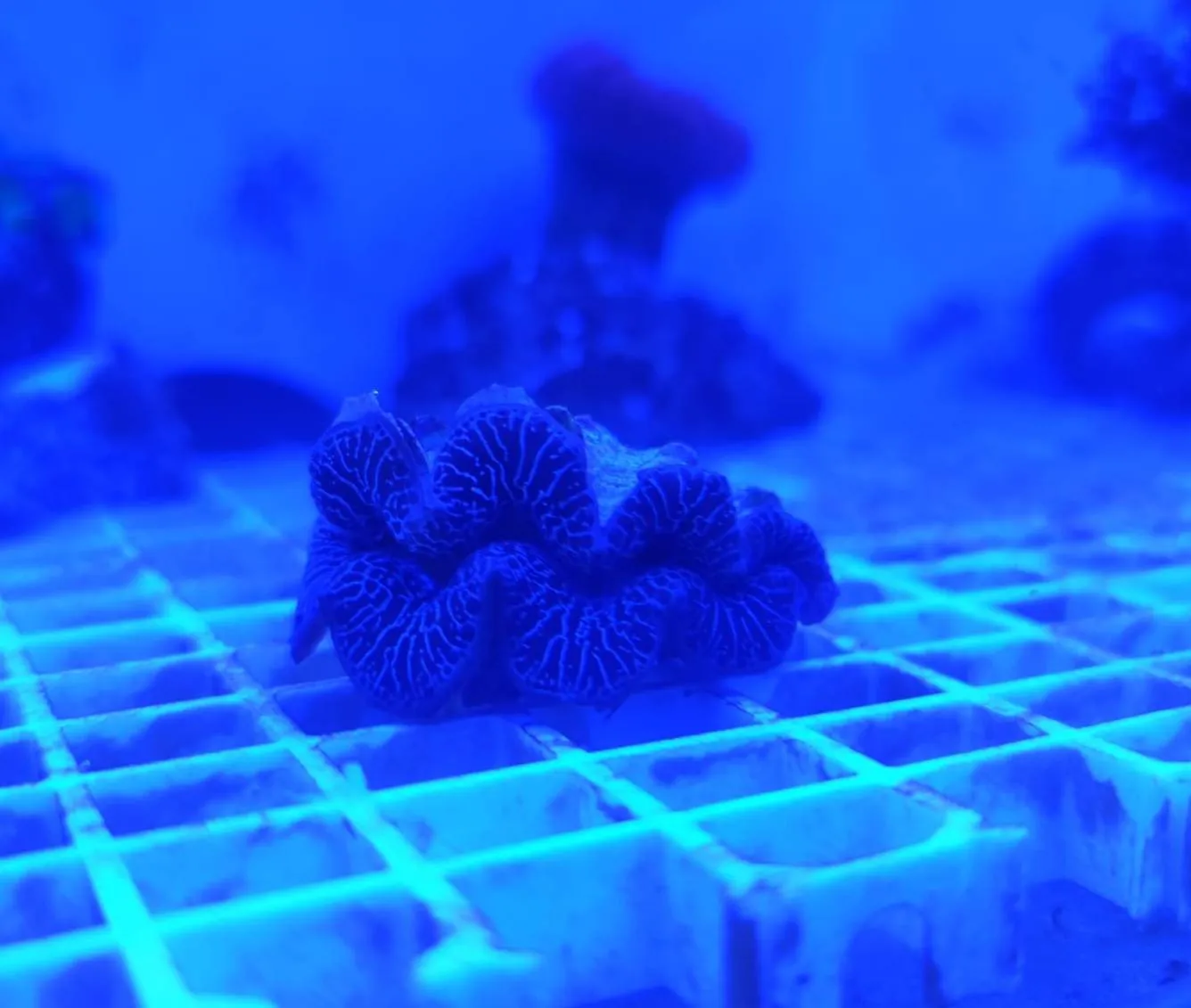 Tridacna Maxima - FOTO REALI - mollusco bivalve 5-6 cm