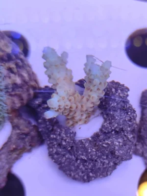 Acropora Loripes - FOTO REALI - Corallo duro SPS - frag 3 - 5 cm