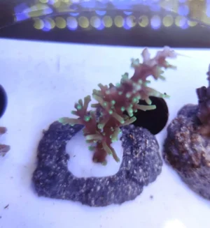 Acropora Cardus - FOTO REALI - Corallo duro SPS - frag 3 - 5 cm