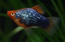 PLATY TUXEDO RED, xiphophorus maculatus 2-4 cm