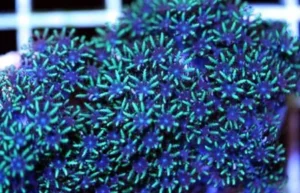 Sympodium Blue-Green - Corallo molle facile - frag di 3-5 cm