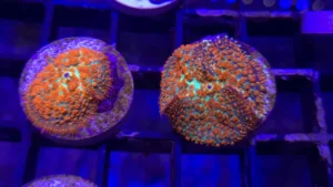 Rhodactis Bushfire -  Mushroom - Corallo molle facile - 1 disco su frag